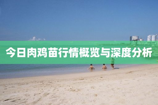 今日肉鸡苗行情概览与深度分析