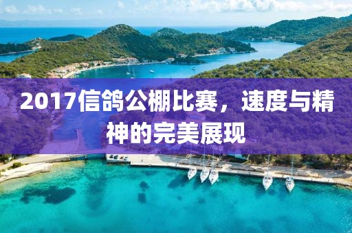 2017信鸽公棚比赛，速度与精神的完美展现