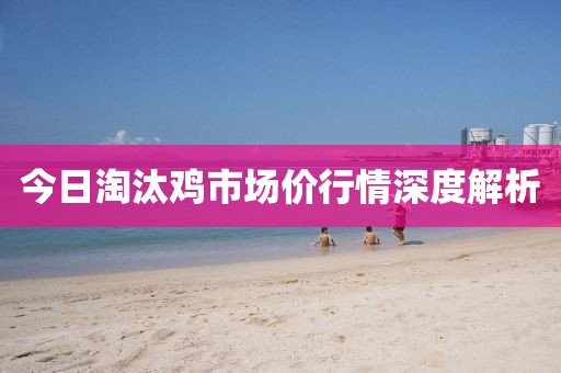今日淘汰鸡市场价行情深度解析