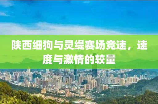 陕西细狗与灵缇赛场竞速，速度与激情的较量