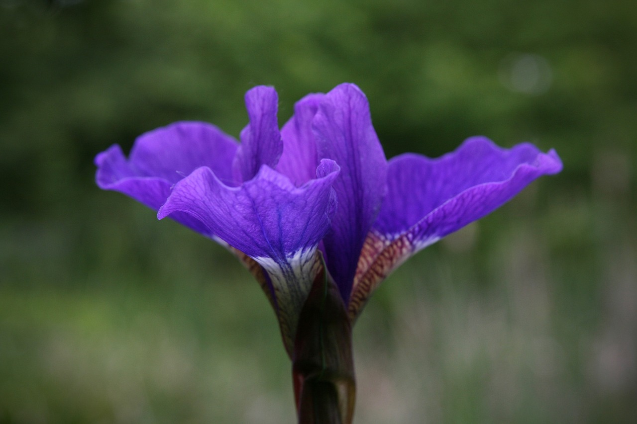 深度解析百合花市场，价格因素与一朵百合花的价格探讨