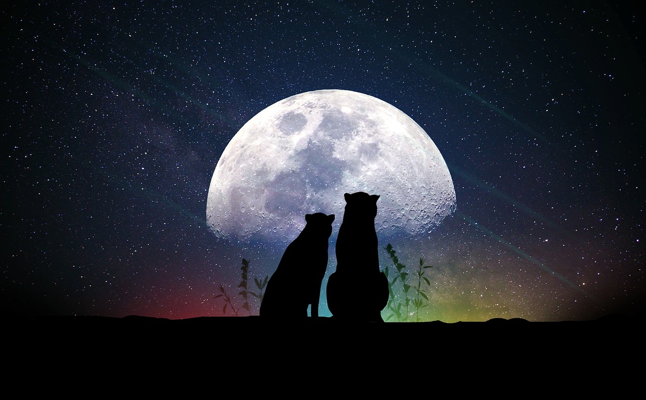 姓成的明星，星光璀璨的人生探索