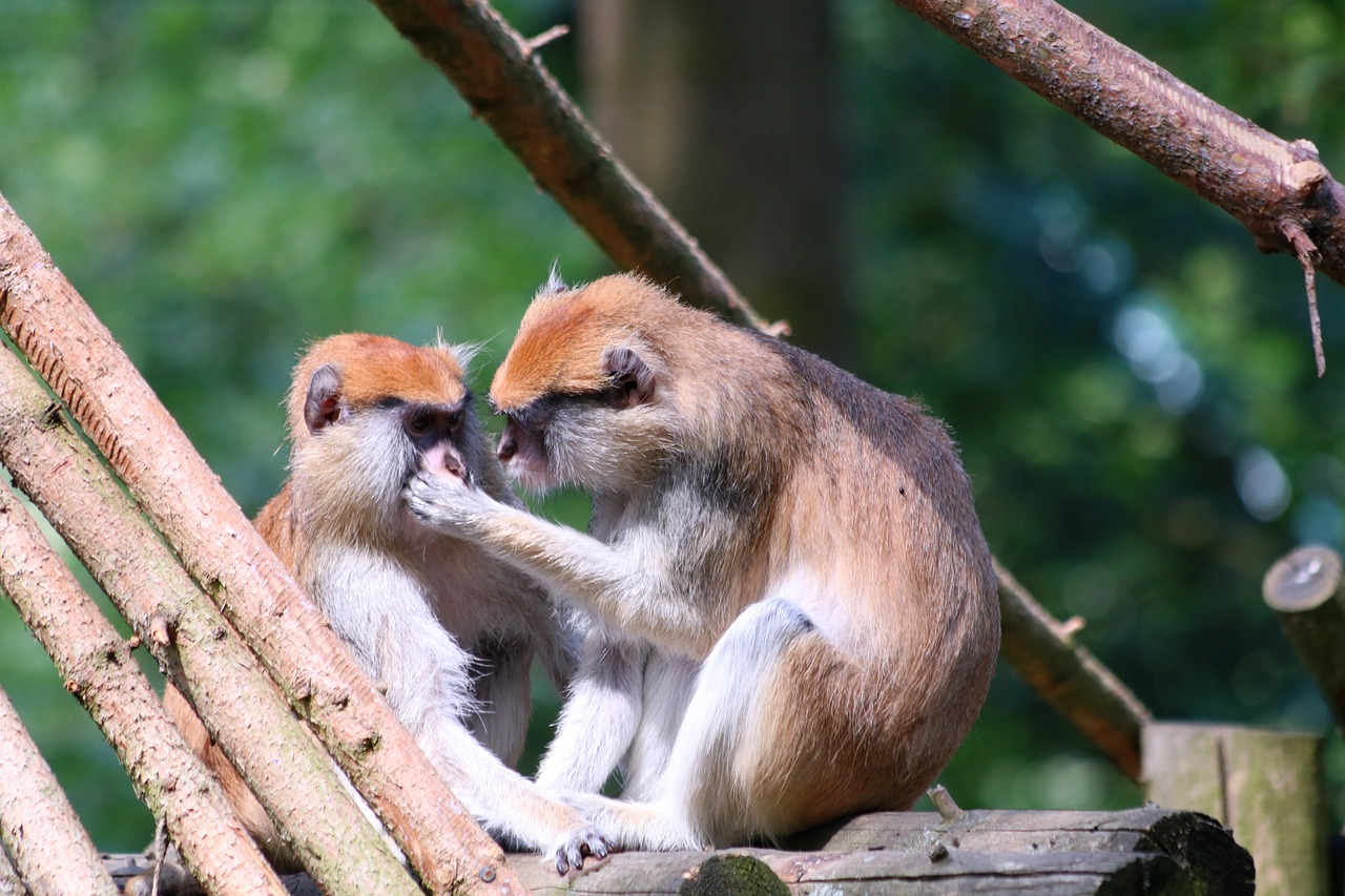 2024年正版资料全年免费：猴、猴、鸡、蛇中