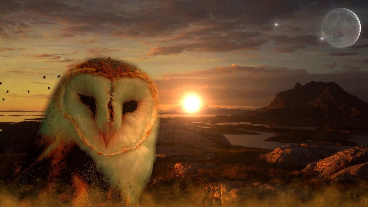 星光梦境的奇妙之旅，梦见明星的奇幻体验