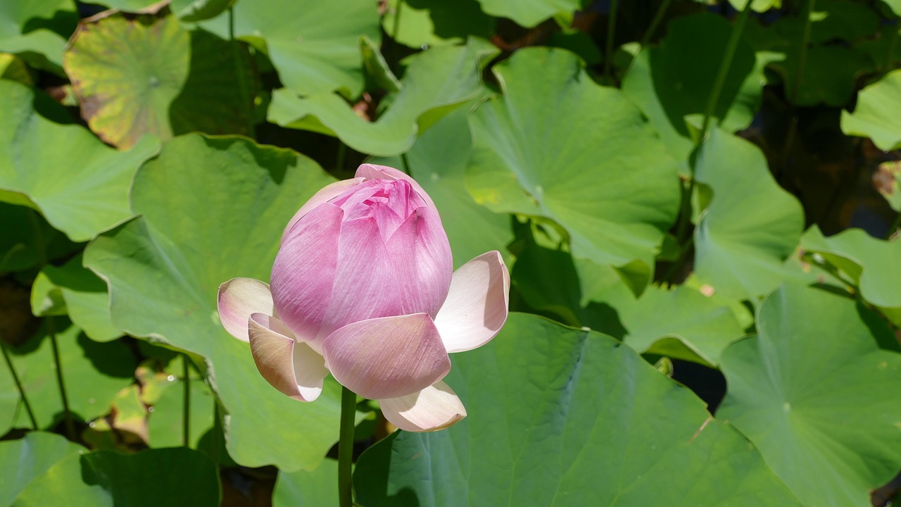 深度解析莲花Lotus价格走势，市场趋势与影响因素探讨