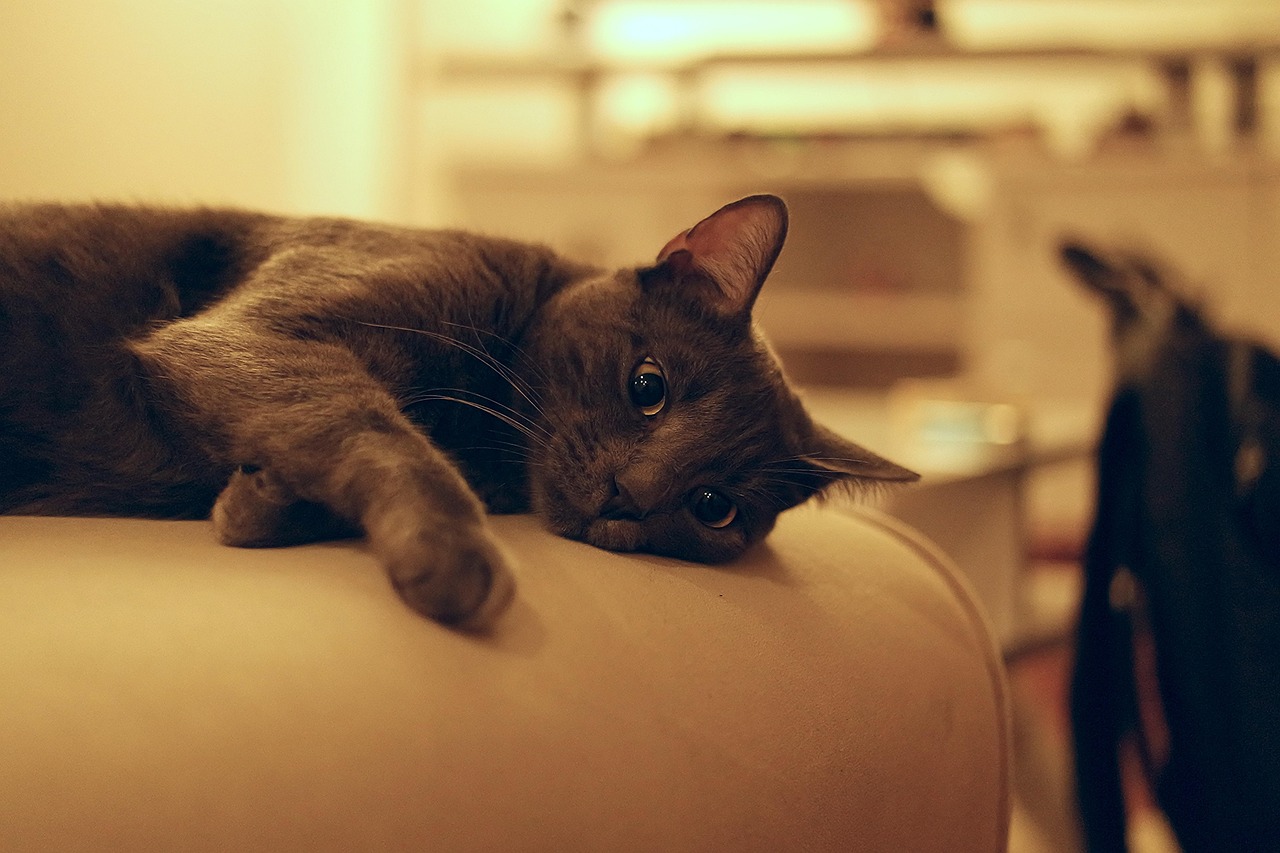 宠物猫比赛，展现猫咪魅力的精彩舞台