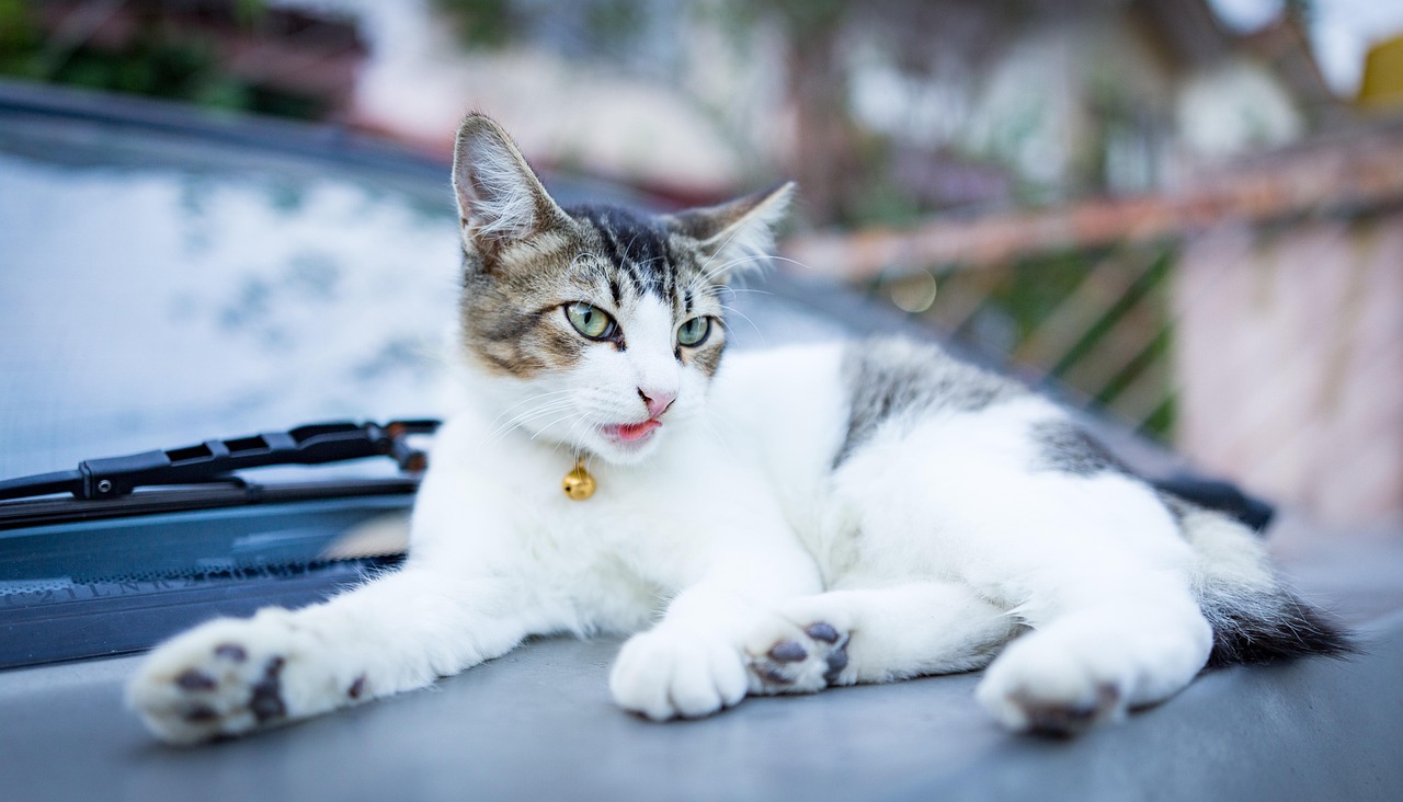 最新猫咪品种探索，揭秘猫界新成员的魅力