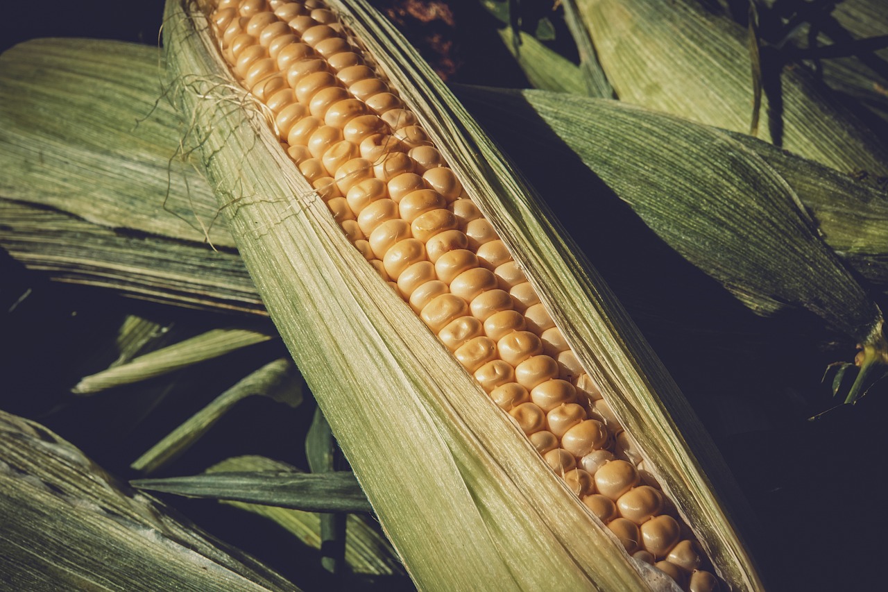 湖北白菜价格行情深度分析