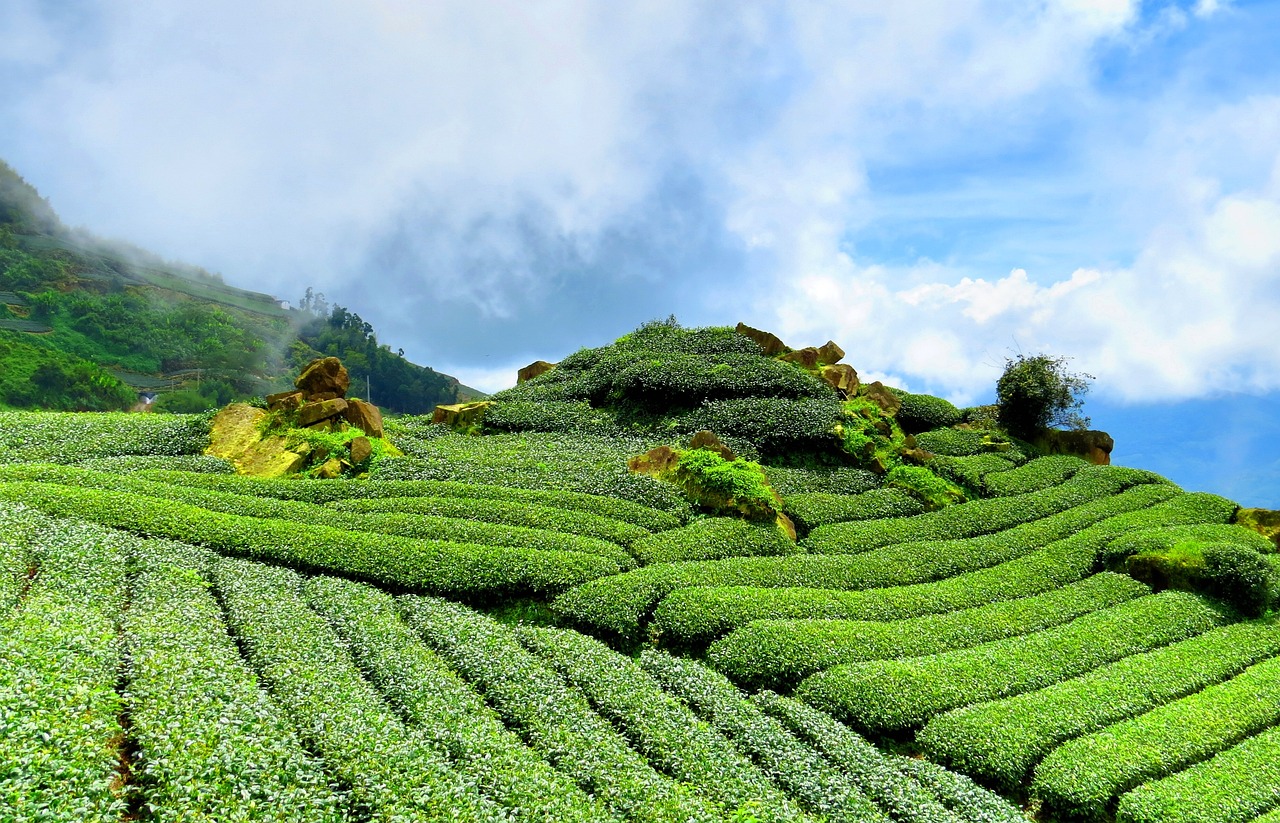 革新茶产业先锋利器，新款茶叶采摘机亮相！