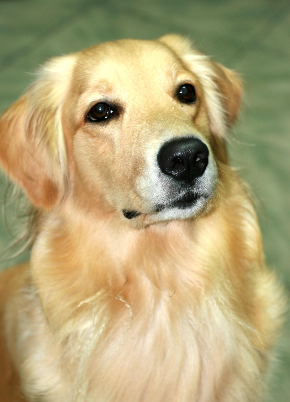 恶霸犬比赛，力量与精神的巅峰对决