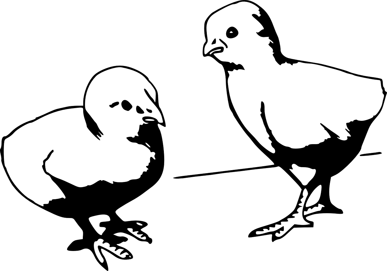 毛鸡价格行情深度解析与走势预测
