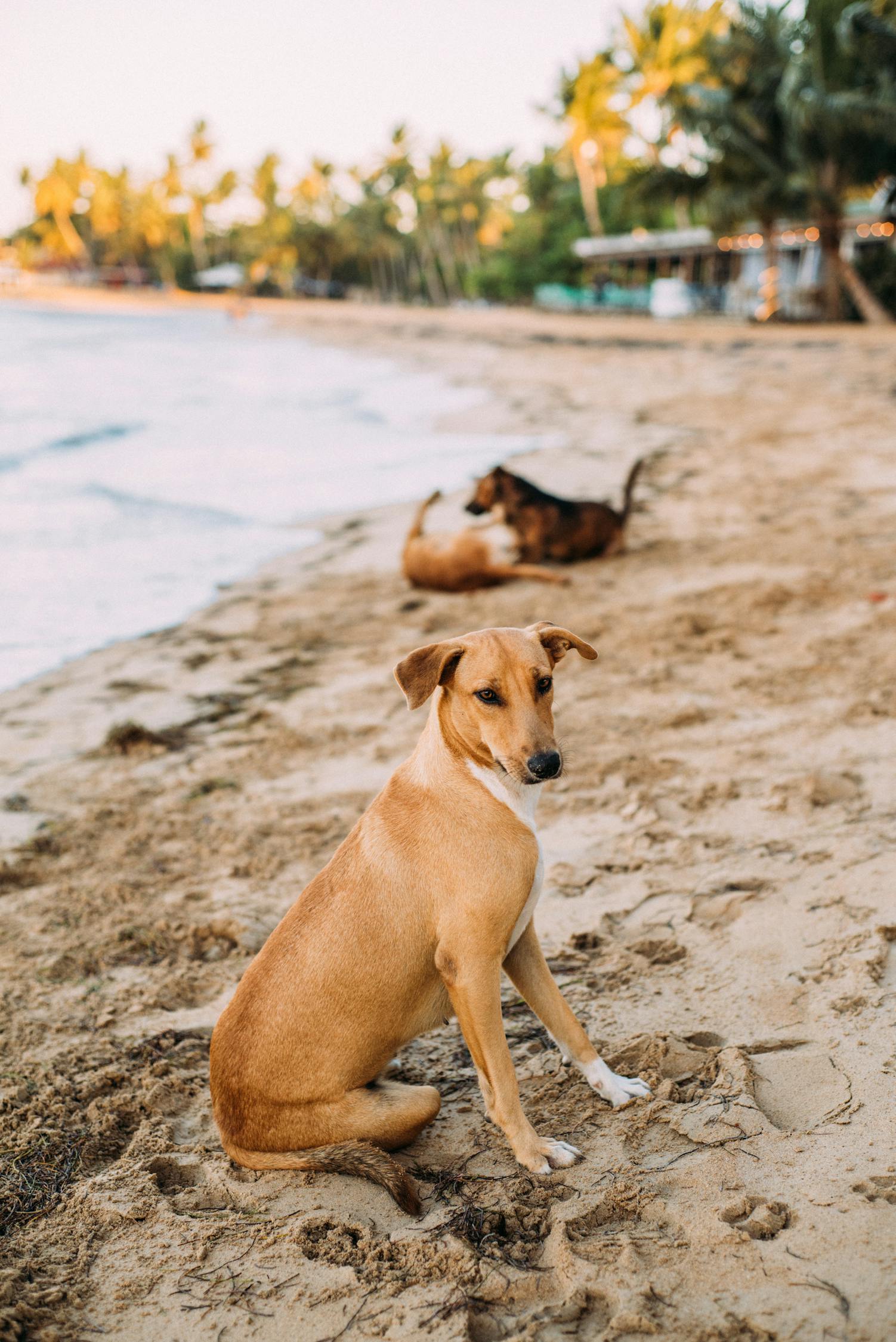 中国狗狗比赛，展现犬界魅力与活力的盛大盛宴